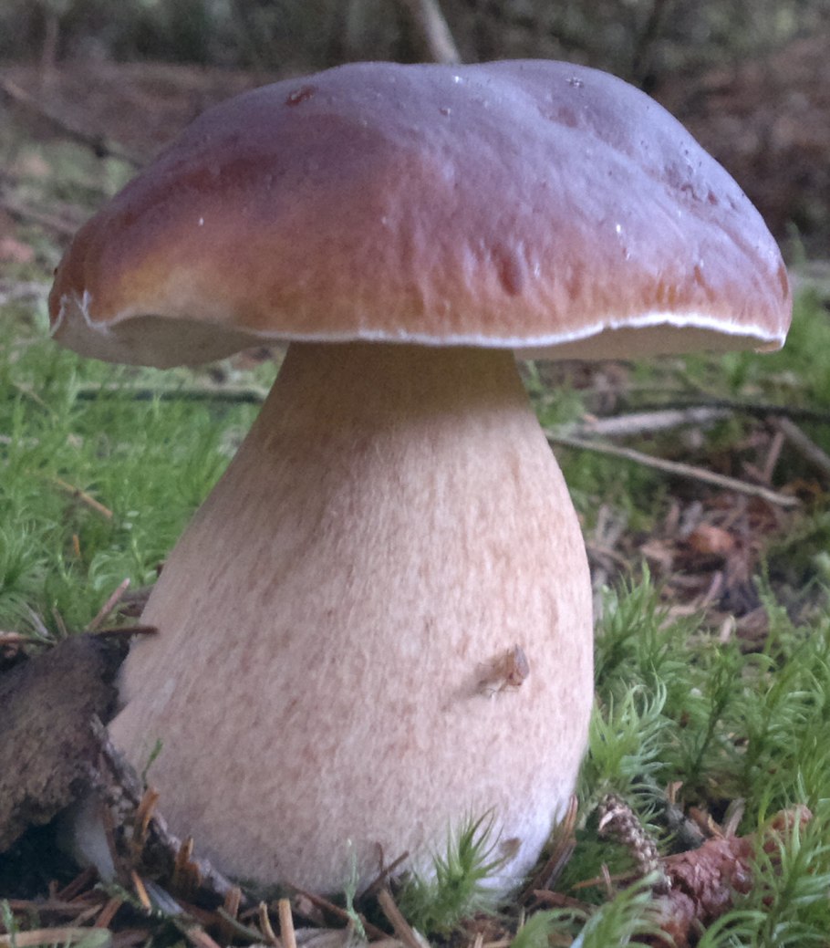 Белый гриб большого размера