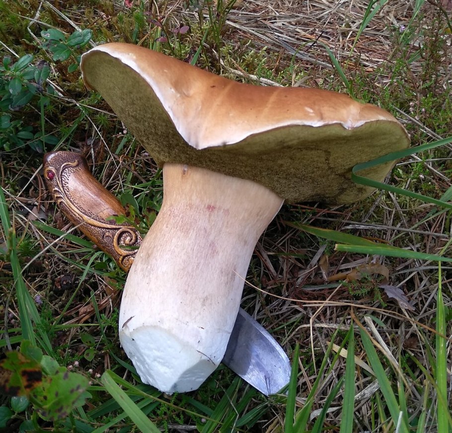 Boletus edulis мицелий