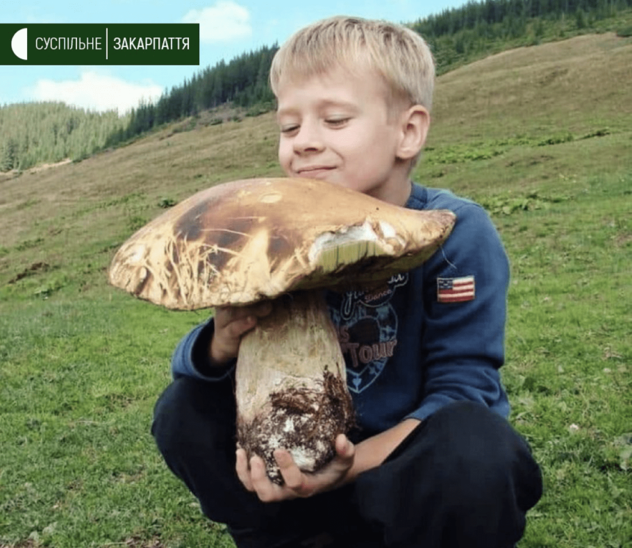 Самый большой белый гриб