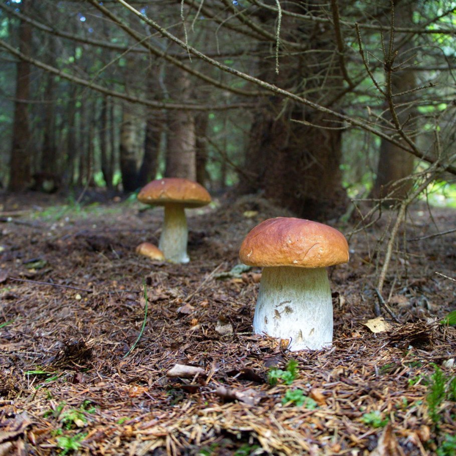 Гриб Calvatia gigantea