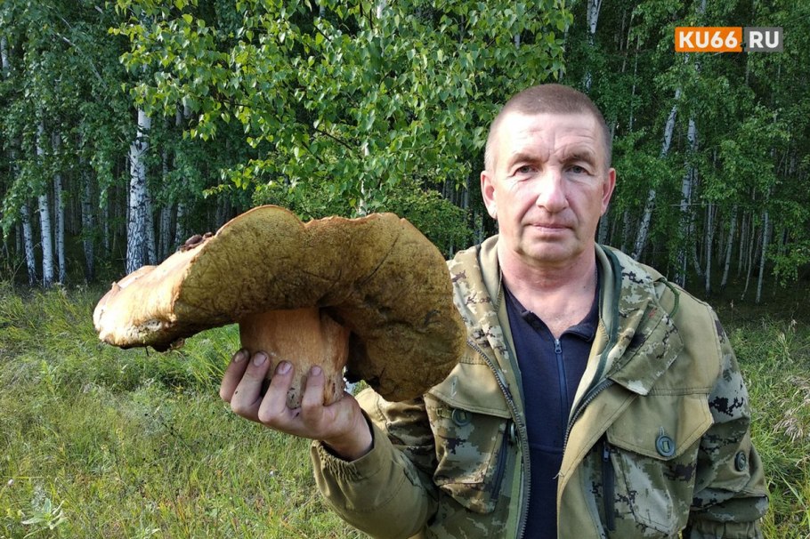 Самый большой гриб Боровик
