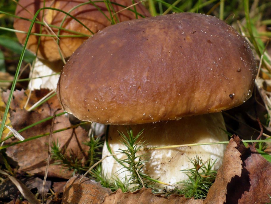 Грибы отдел ( Boletus edulis