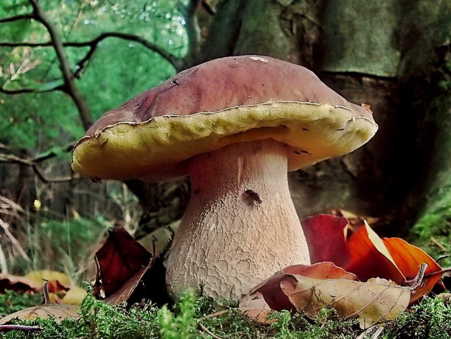 Большой гриб