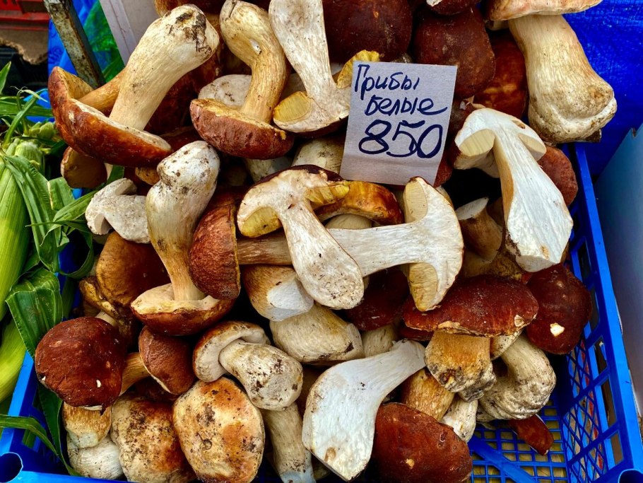 Болетус Эдулис