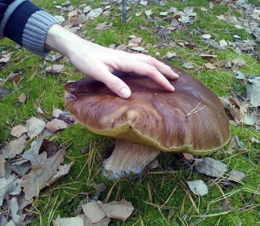 Гриб с белой шляпкой