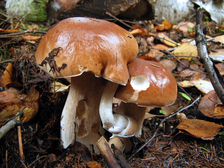 Гигантский белый гриб