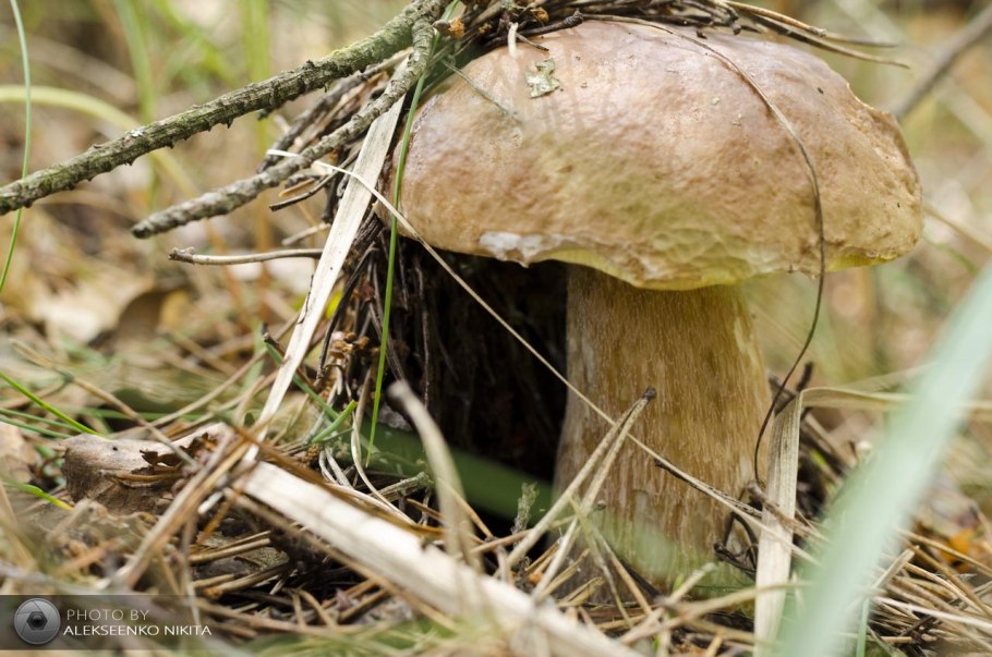 Лесной белый гриб