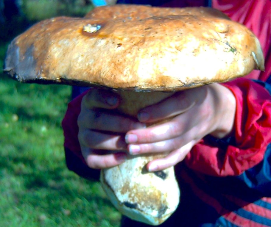 Грибы Крыма белый гриб Сосновик