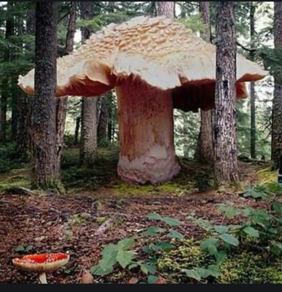 Боровик сетчатый Boletus reticulatus