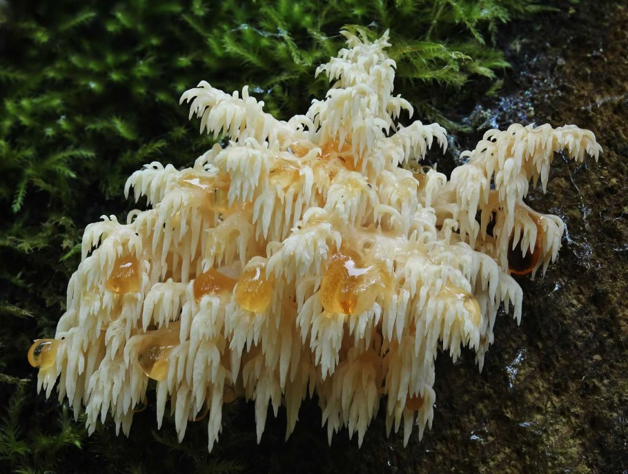 Меланолеука прямоногая melanoleuca strictipes