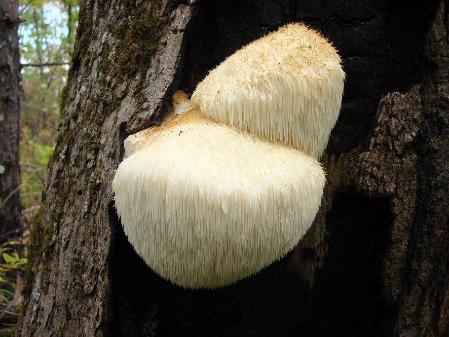 Груздь настоящий (Lactarius resimus)