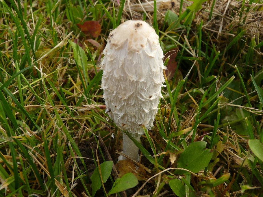 Coprinus comatus (o.f. Mull.) Pers. — Навозник белый, лохматый