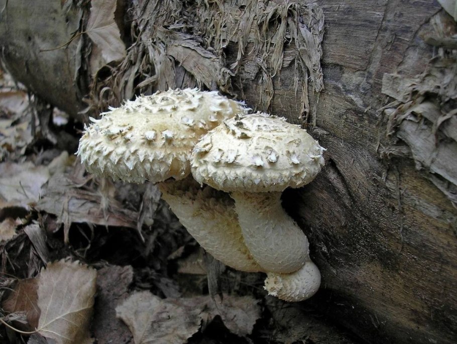 Marselleina persoonii