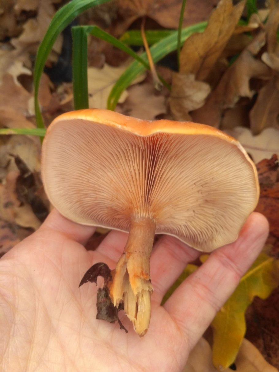 Говорушка рыжая гриб