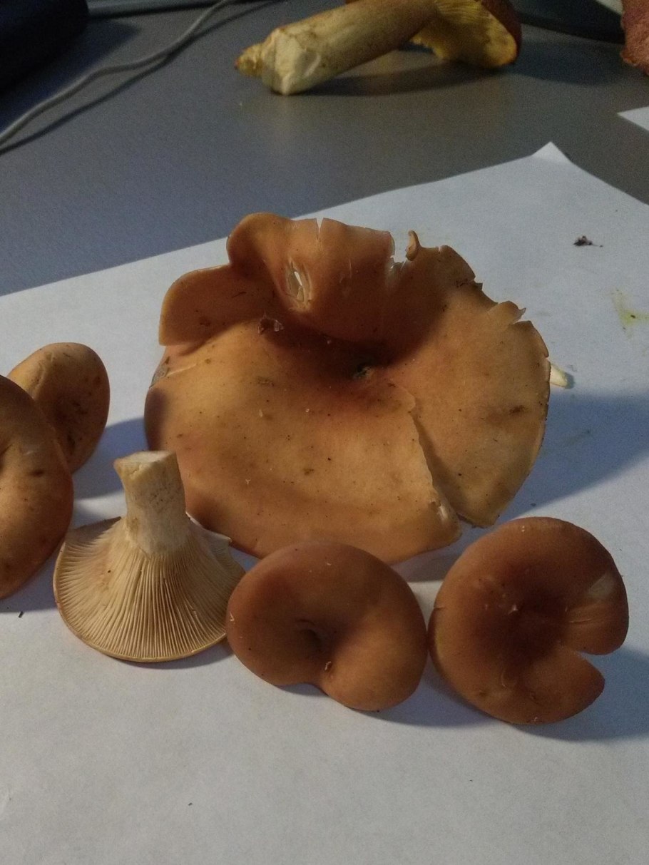 Говорушка воронковидная гриб