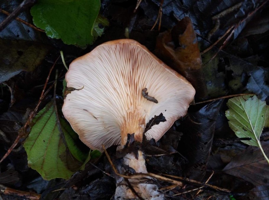 Говорушка древесинная