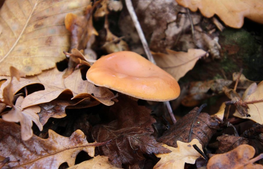 Clitocybe infundibuliformis