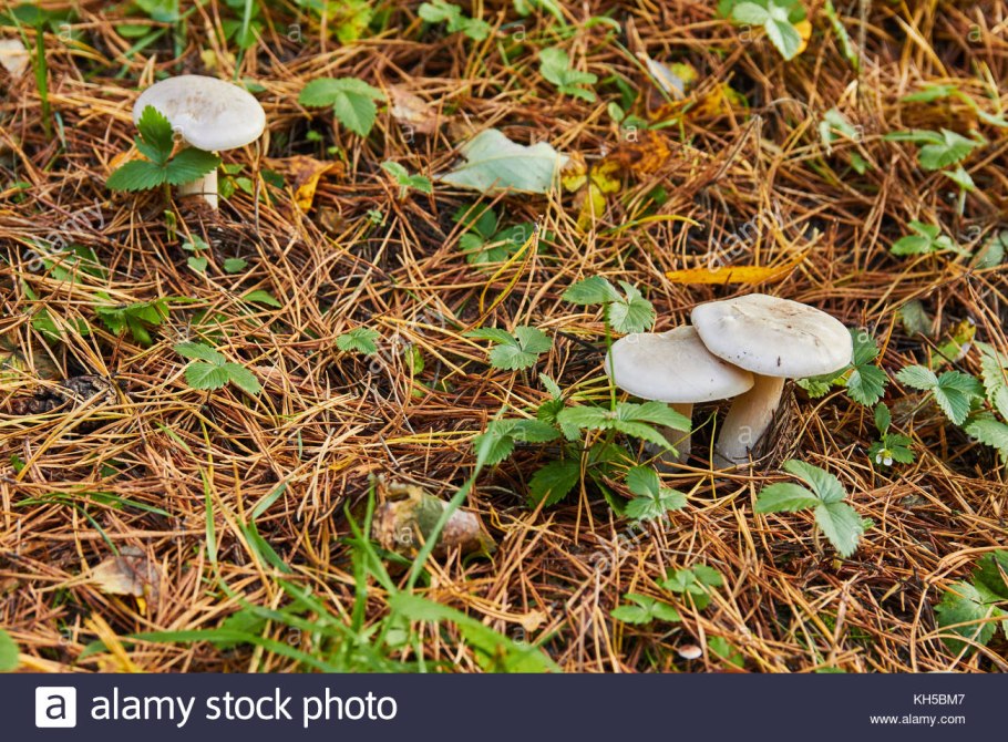 Говорушка водопятнистая