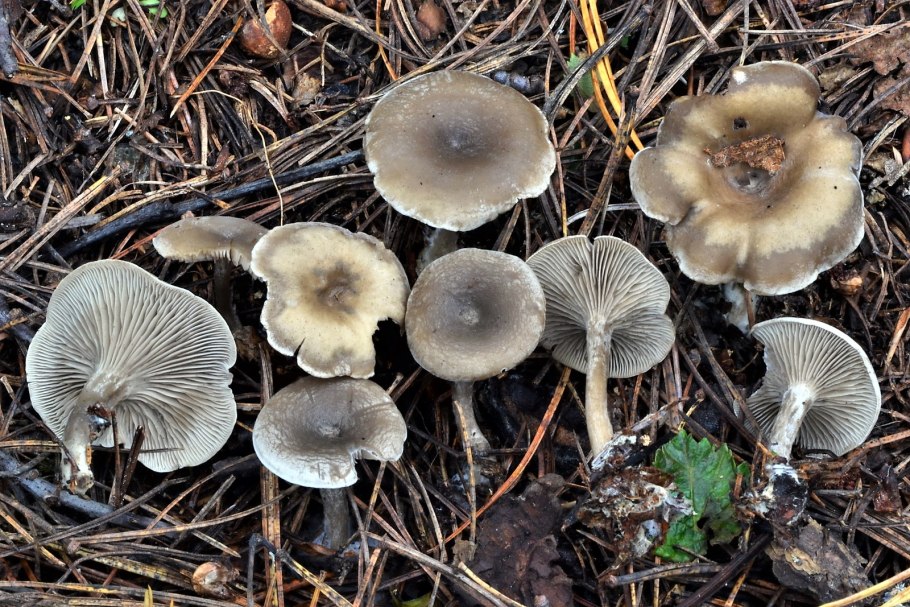 Говорушка бледноокрашенная. Clitocybe