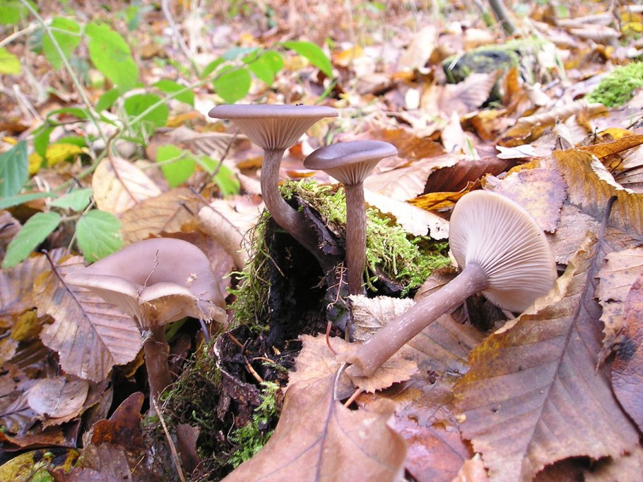 Pseudoclitocybe cyathiformis