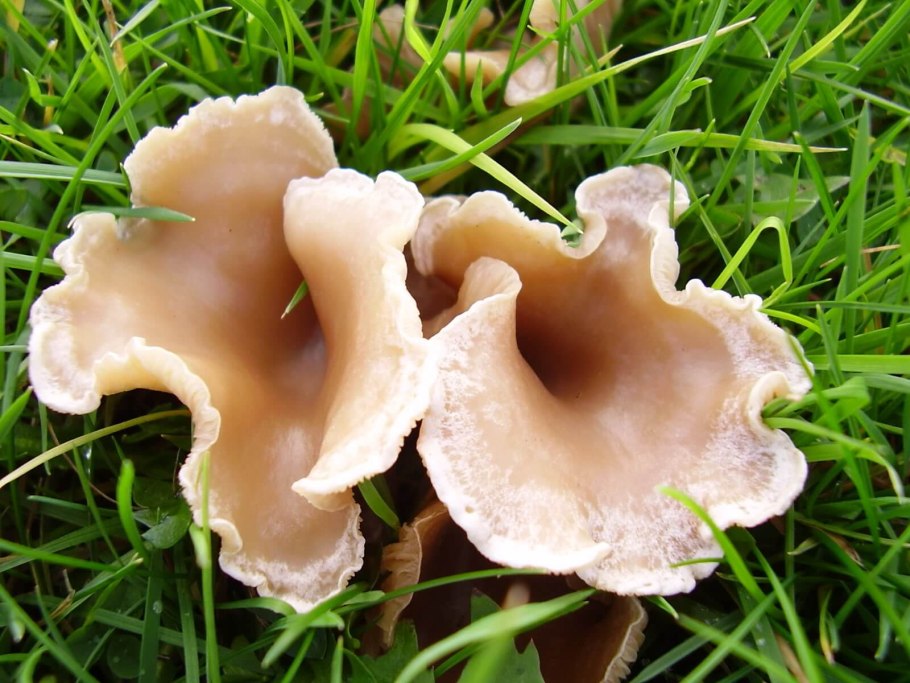 Говорушка воронковидная гриб