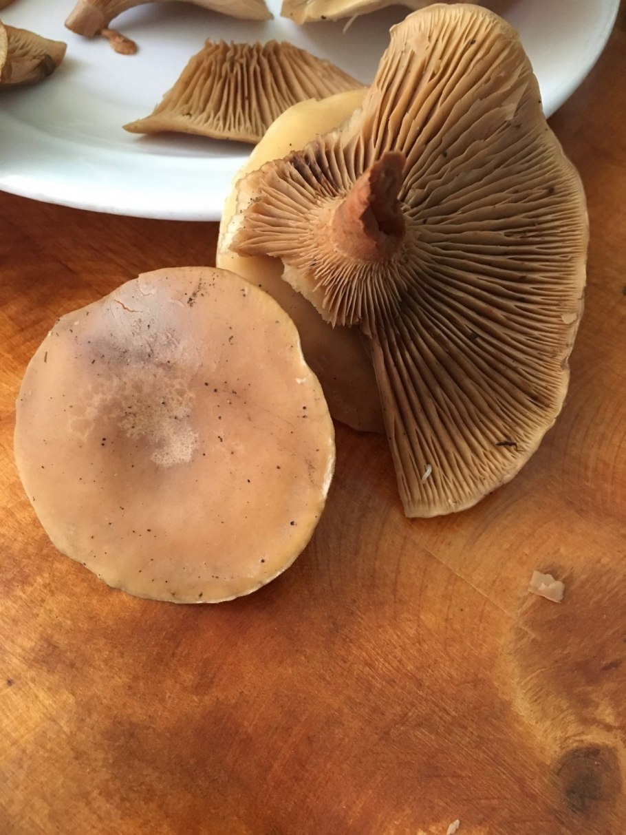 Говорушка Перевёрнутая Paralepista flaccida