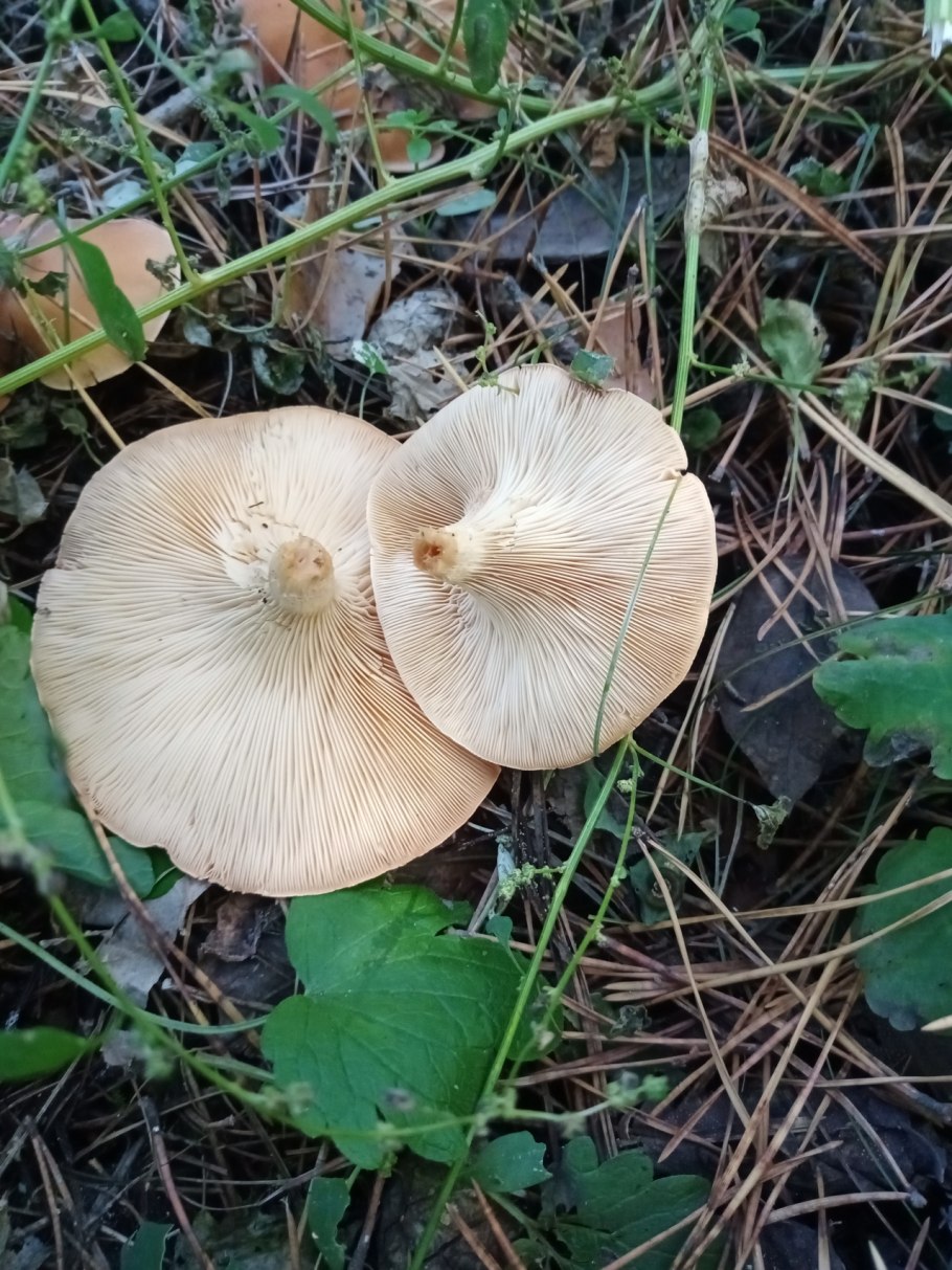Clitocybe squamulosa