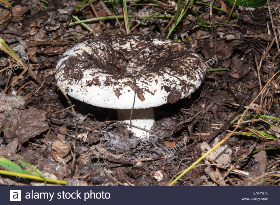 Груздь в почве