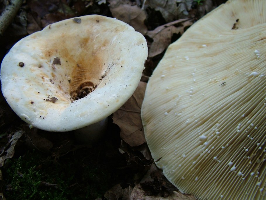 Скрипица Lactarius vellereus.