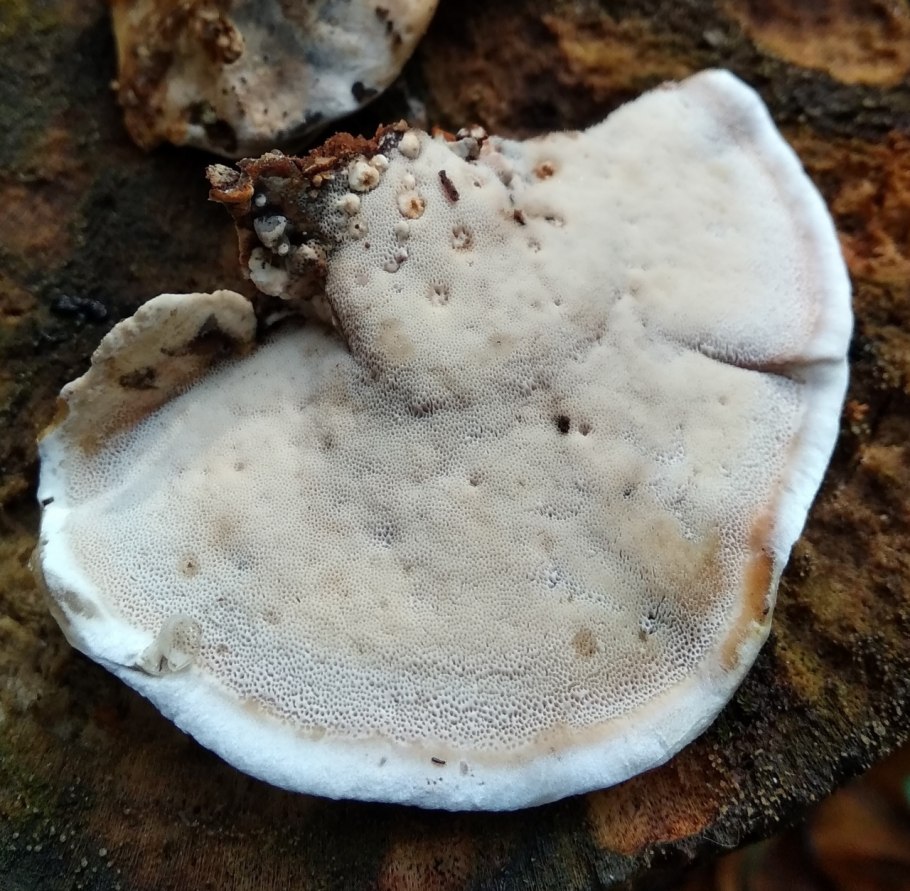 Определить какой гриб по фото