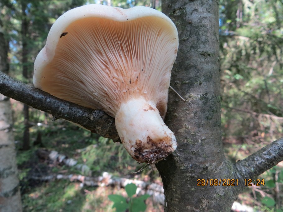 Черные поганки и грибы Владимирской обл