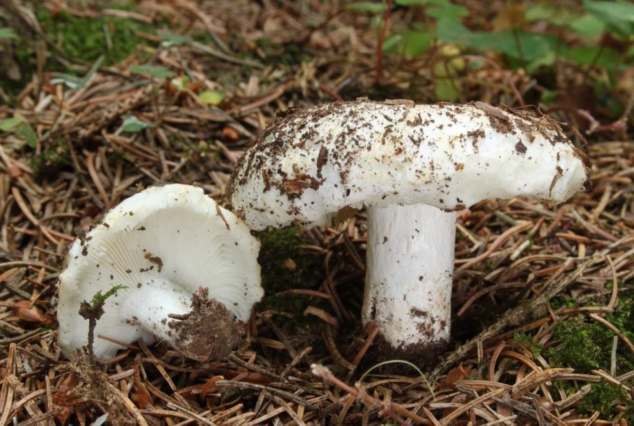 Russula Delica (подгруздок белый)