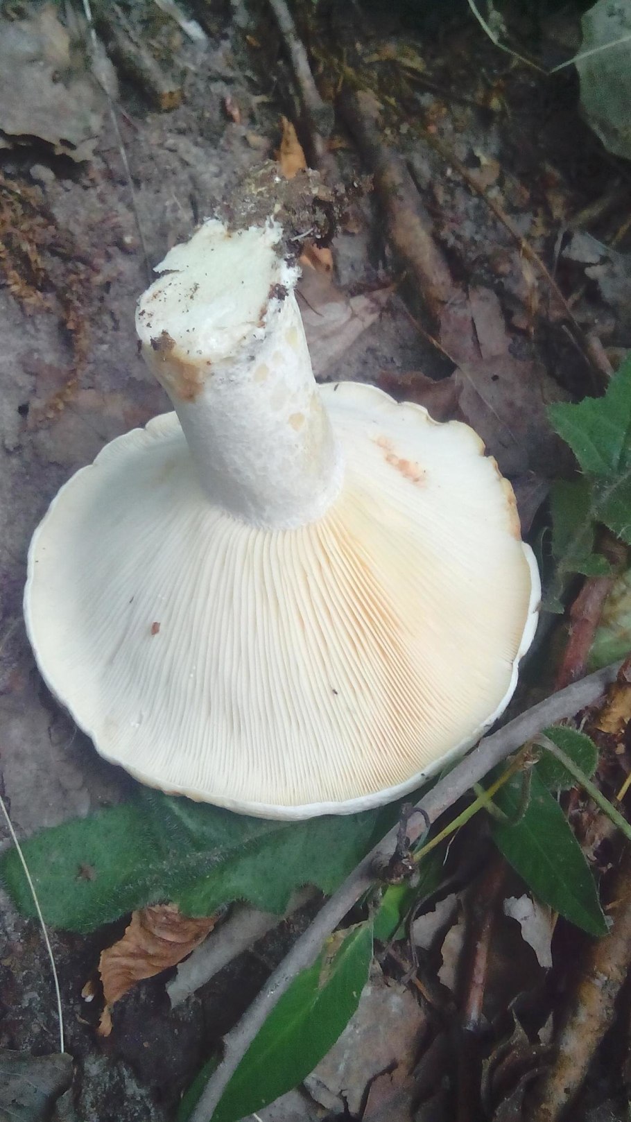 Груздь перечный (Lactárius piperátus)