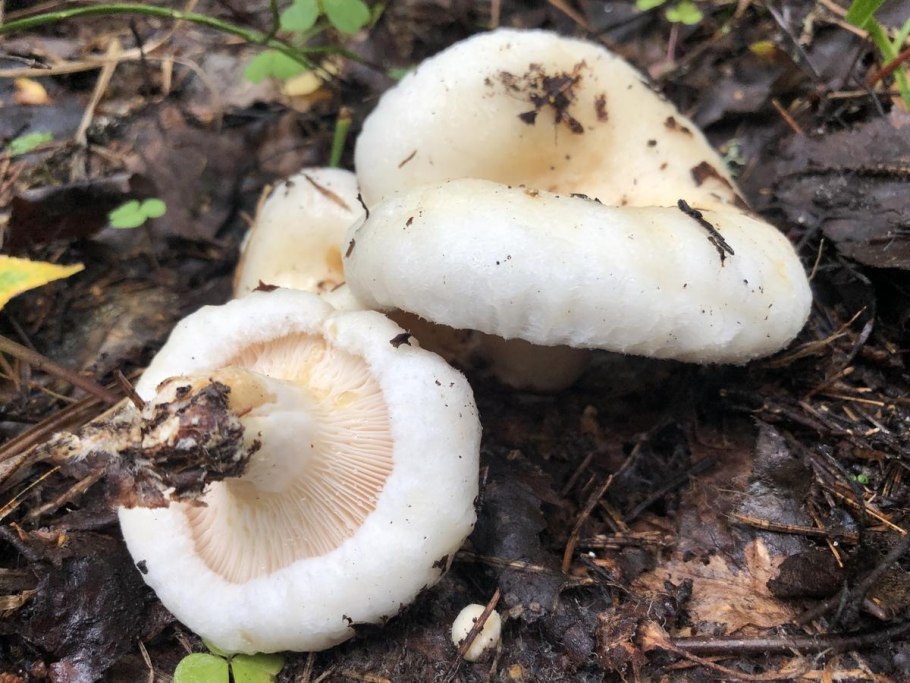 Королевский груздь