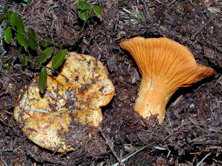 Гипомицес гриб съедобный