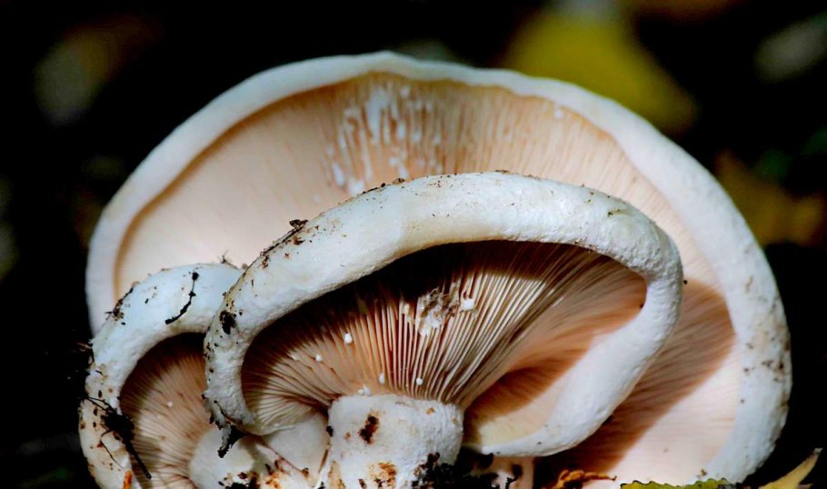 Подосиновый груздь