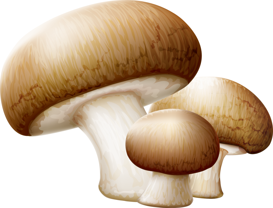 Грибы на прозрачном фоне