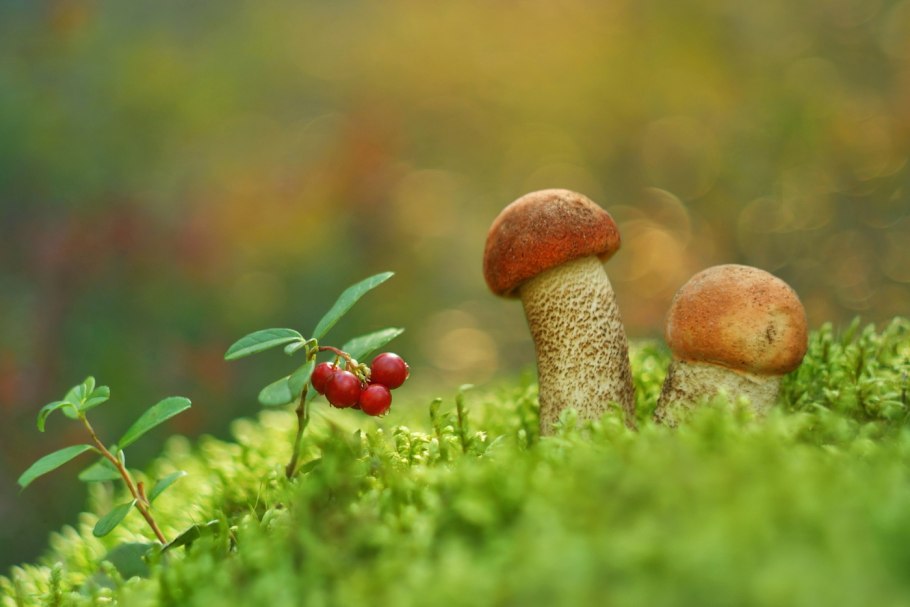 Маленький грибочек