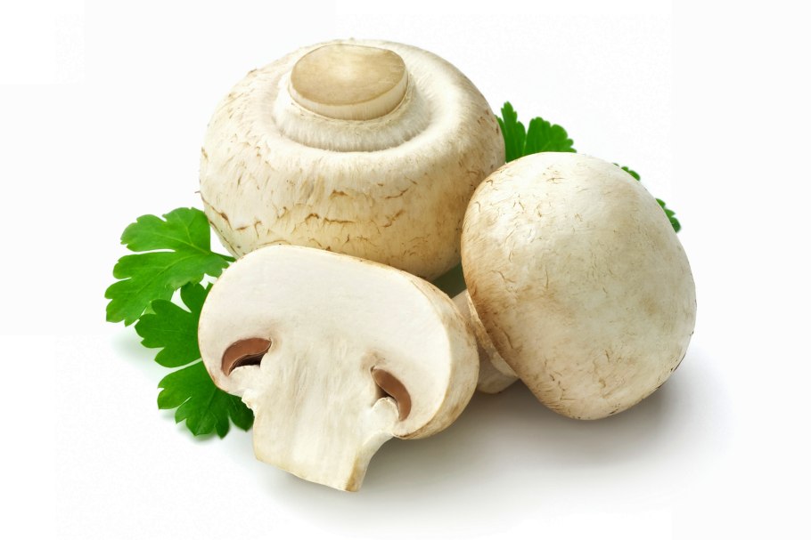 Шампиньон двуспоровый