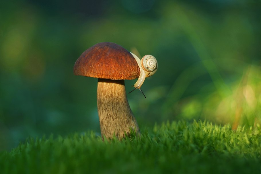 Маленькие грибы