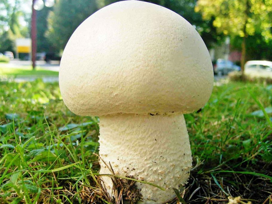 Agaricus macrosporus