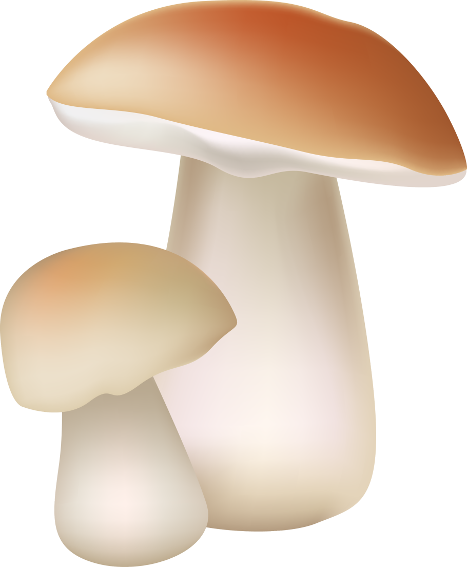 Грибы на белом фоне