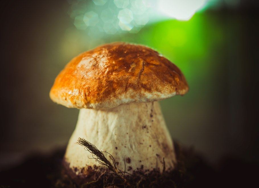 Белый грибок