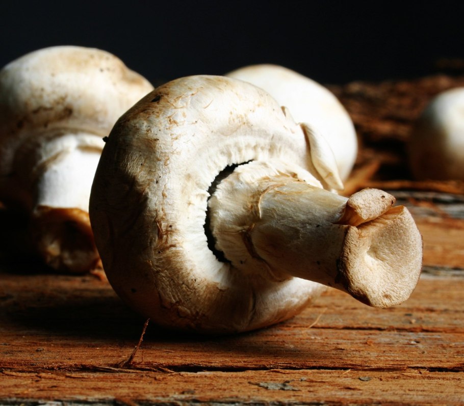 Шампиньон Кюнера