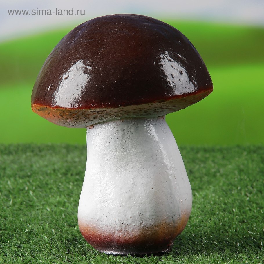 Грибок Боровик