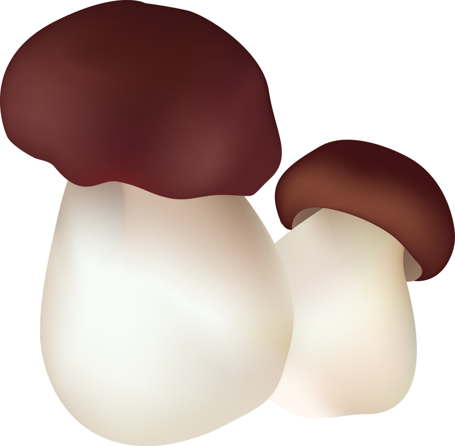 Грибы презентация