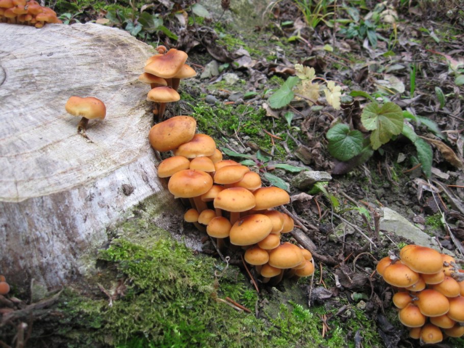 Опята и ложные опята