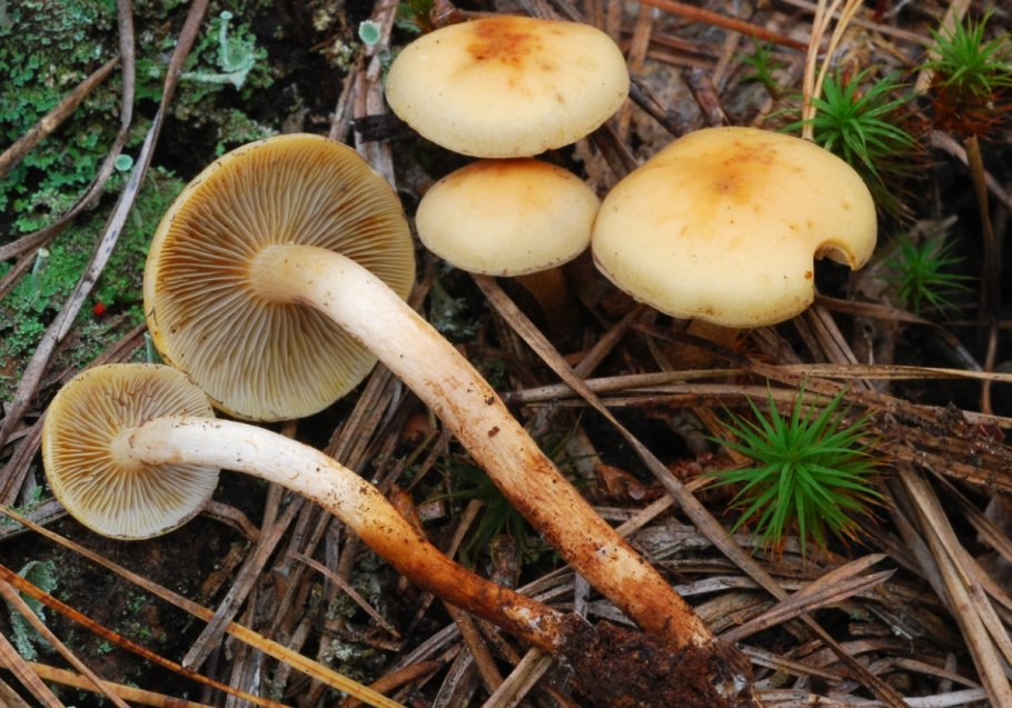 Ложноопёнок серопластинчатый Hypholoma capnoides