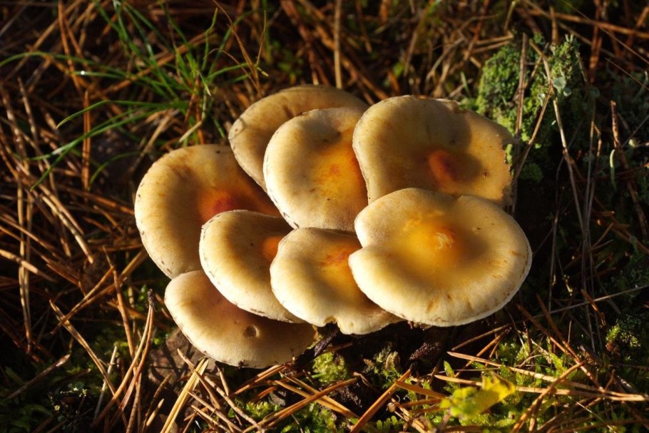 Опенок серопластинчатый