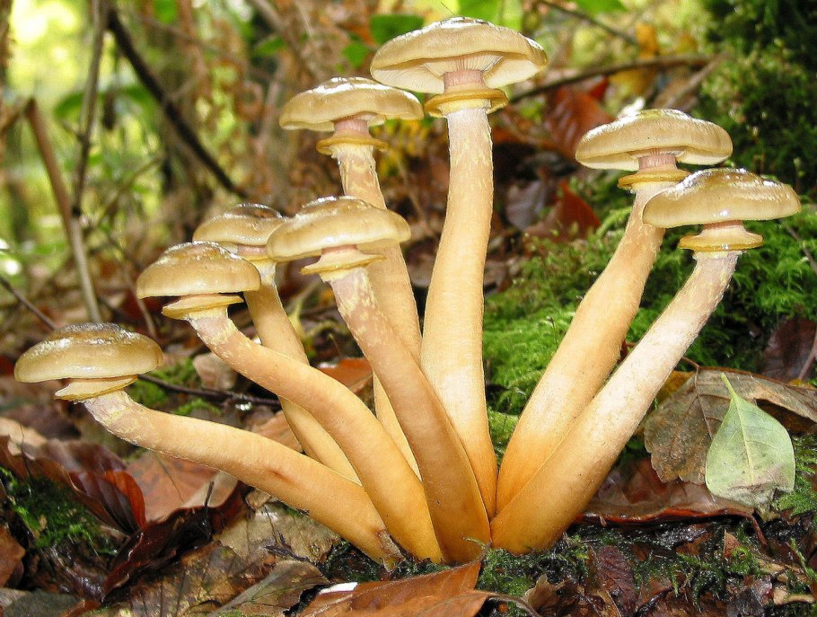 Грибы опята и лжеопята